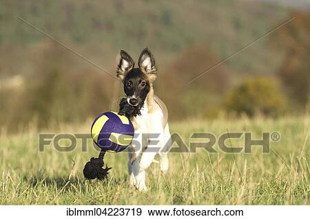 Silken Windsprite, puppy running with ball, Germany, Europe View Large Photo Image Stock Photo - Silken Windsprite, puppy running with ball, Germany, Europe. Fotosearch