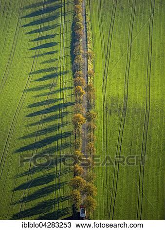 Stock Image - Small alley with autumnal trees, Blumenau, Bochum, Ruhr district, North Rhine-Westphalia, Germany, Europe. Fotosearch