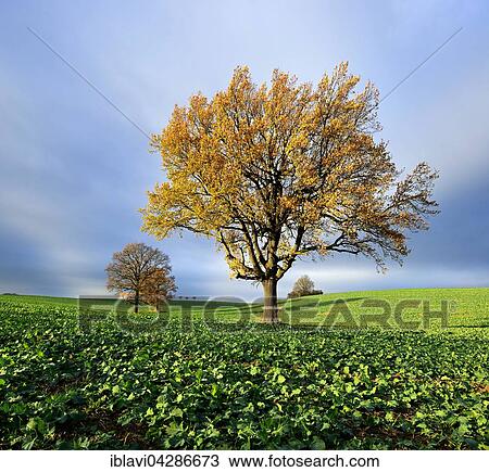Stock Image - Solitary oaks (Quercus sp. ) in autumn, field with winter rapeseed (Brassica napus), Burgenlandkreis, Saxony-Anhalt, Germany, Europe. Fotosearch