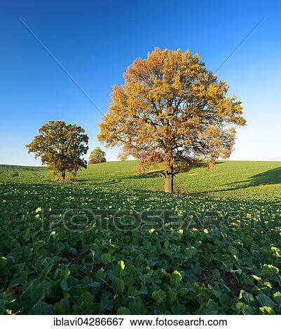 Stock Photo - Solitary oaks (Quercus sp. ) in autumn, field with winter rapeseed (Brassica napus), Burgenlandkreis, Saxony-Anhalt, Germany, Europe. Fotosearch