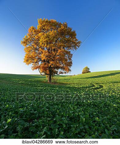 Solitary oaks (Quercus sp. ) in autumn, field with winter rapeseed (Brassica napus), Burgenlandkreis, Saxony-Anhalt, Germany, Europe View Large Photo Image Stock Photo - Solitary oaks (Quercus sp. ) in autumn, field with winter rapeseed (Brassica napus), Burgenlandkreis, Saxony-Anhalt, Germany, Europe. Fotosearch