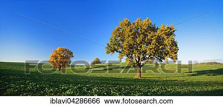 Solitary oaks (Quercus sp. ) in autumn, field with winter rapeseed (Brassica napus), Burgenlandkreis, Saxony-Anhalt, Germany, Europe View Large Photo Image Stock Photograph - Solitary oaks (Quercus sp. ) in autumn, field with winter rapeseed (Brassica napus), Burgenlandkreis, Saxony-Anhalt, Germany, Europe. Fotosearch