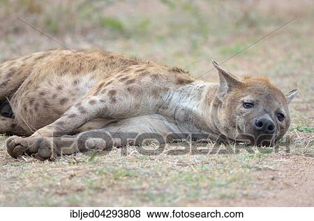 Spotted Hyena (Crocuta crocuta), adult male, resting, Kruger National Park, South Africa, Africa View Large Photo Image Stock Photo - Spotted Hyena (Crocuta crocuta), adult male, resting, Kruger National Park, South Africa, Africa. Fotosearch
