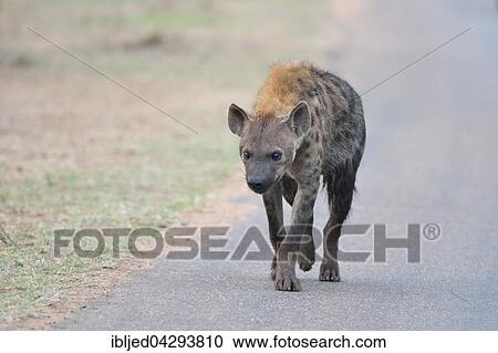 Spotted Hyena (Crocuta crocuta), walking on a tarred road, Kruger National Park, South Africa, Africa View Large Photo Image Stock Image - Spotted Hyena (Crocuta crocuta), walking on a tarred road, Kruger National Park, South Africa, Africa. Fotosearch