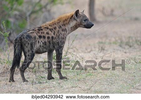 Spotted Hyena (Crocuta crocuta), standing, Kruger National Park, South Africa, Africa View Large Photo Image Stock Image - Spotted Hyena (Crocuta crocuta), standing, Kruger National Park, South Africa, Africa. Fotosearch