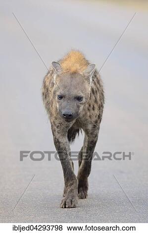 Spotted Hyena (Crocuta crocuta), walking on a tarred road, Kruger National Park, South Africa, Africa View Large Photo Image Stock Photo - Spotted Hyena (Crocuta crocuta), walking on a tarred road, Kruger National Park, South Africa, Africa. Fotosearch