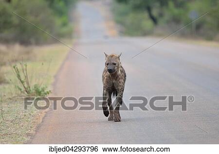 Spotted Hyena (Crocuta crocuta), walking on a tarred road, Kruger National Park, South Africa, Africa View Large Photo Image Stock Photograph - Spotted Hyena (Crocuta crocuta), walking on a tarred road, Kruger National Park, South Africa, Africa. Fotosearch