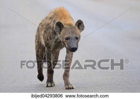 Spotted Hyena (Crocuta crocuta), walking on a tarred road, Kruger National Park, South Africa, Africa View Large Photo Image Stock Photograph - Spotted Hyena (Crocuta crocuta), walking on a tarred road, Kruger National Park, South Africa, Africa. Fotosearch