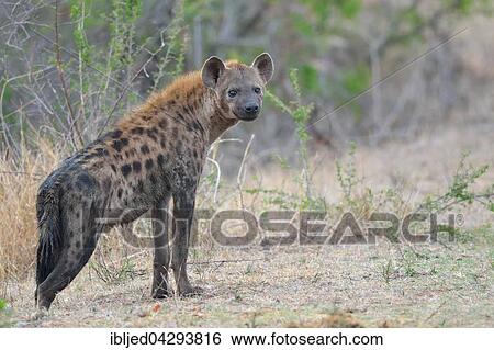 Stock Photograph - Spotted Hyena (Crocuta crocuta), standing, Kruger National Park, South Africa, Africa. Fotosearch