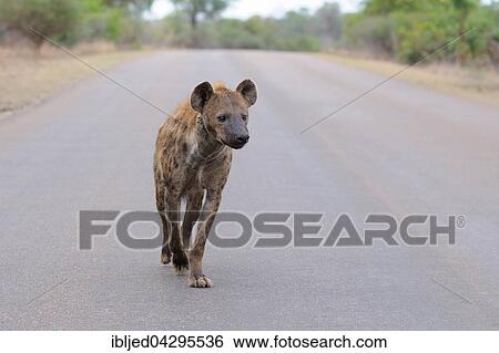 Spotted Hyena (Crocuta crocuta), walking on a tarred road, Kruger National Park, South Africa, Africa View Large Photo Image Stock Photograph - Spotted Hyena (Crocuta crocuta), walking on a tarred road, Kruger National Park, South Africa, Africa. Fotosearch