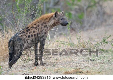 Spotted Hyena (Crocuta crocuta), standing, Kruger National Park, South Africa, Africa View Large Photo Image Stock Photography - Spotted Hyena (Crocuta crocuta), standing, Kruger National Park, South Africa, Africa. Fotosearch