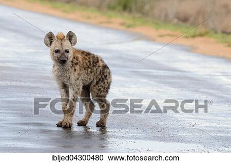 Stock Image - Spotted Hyena or Laughing Hyena (Crocuta crocuta) cub, standing on wet road after rain, Kruger National Park, South Africa, Africa. Fotosearch