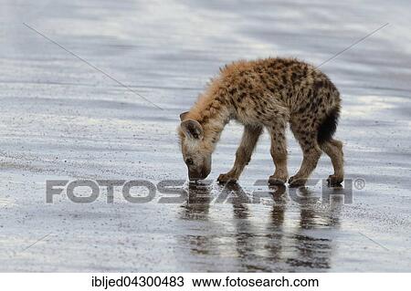 Stock Image - Spotted Hyena or Laughing Hyena (Crocuta crocuta) cub, drinking rainwater on a wet road, Kruger National Park, South Africa, Africa. Fotosearch