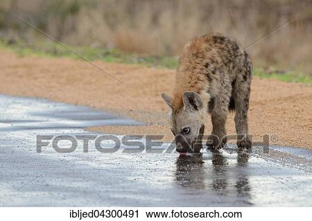 Stock Image - Spotted Hyena or Laughing Hyena (Crocuta crocuta) cub, drinking rainwater from wet road, Kruger National Park, South Africa, Africa. Fotosearch