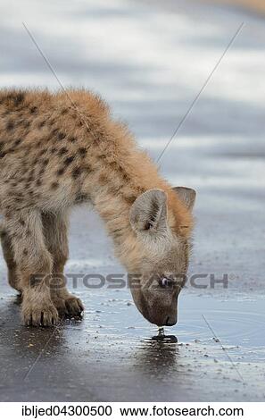 Spotted Hyena or Laughing Hyena (Crocuta crocuta) cub, drinking rainwater from puddle on wet road, Kruger National Park, South Africa, Africa View Large Photo Image Stock Image - Spotted Hyena or Laughing Hyena (Crocuta crocuta) cub, drinking rainwater from puddle on wet road, Kruger National Park, South Africa, Africa. Fotosearch