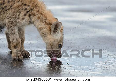 Spotted Hyena or Laughing Hyena (Crocuta crocuta) cub, drinking rainwater from puddle on wet road, Kruger National Park, South Africa, Africa View Large Photo Image Stock Image - Spotted Hyena or Laughing Hyena (Crocuta crocuta) cub, drinking rainwater from puddle on wet road, Kruger National Park, South Africa, Africa. Fotosearch