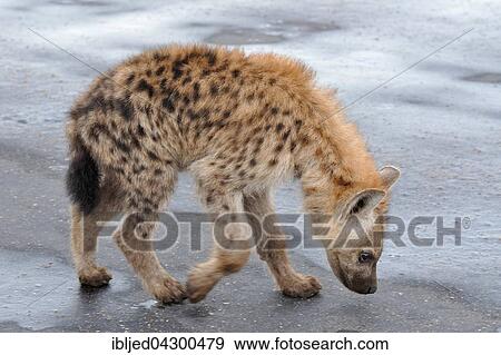 Stock Photo - Spotted Hyena or Laughing Hyena (Crocuta crocuta) cub, sniffing wet road, Kruger National Park, South Africa, Africa. Fotosearch