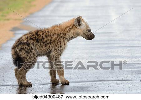 Stock Photo - Spotted Hyena or Laughing Hyena (Crocuta crocuta) cub, standing on wet road after rain, Kruger National Park, South Africa, Africa. Fotosearch