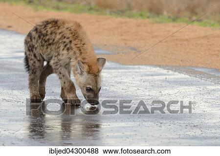 Spotted Hyena or Laughing Hyena (Crocuta crocuta) cub, sniffing wet road, Kruger National Park, South Africa, Africa View Large Photo Image Stock Photo - Spotted Hyena or Laughing Hyena (Crocuta crocuta) cub, sniffing wet road, Kruger National Park, South Africa, Africa. Fotosearch
