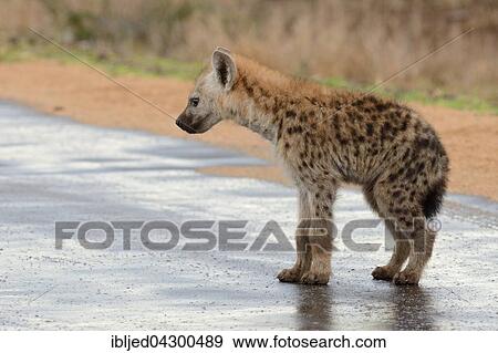 Spotted Hyena or Laughing Hyena (Crocuta crocuta) cub, standing on wet road after rain, Kruger National Park, South Africa, Africa View Large Photo Image Stock Photo - Spotted Hyena or Laughing Hyena (Crocuta crocuta) cub, standing on wet road after rain, Kruger National Park, South Africa, Africa. Fotosearch