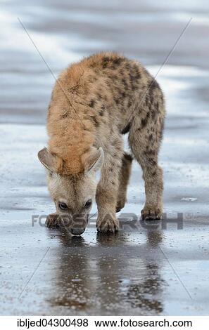 Spotted Hyena or Laughing Hyena (Crocuta crocuta) cub, drinking rainwater from puddle on wet road, Kruger National Park, South Africa, Africa View Large Photo Image Stock Photo - Spotted Hyena or Laughing Hyena (Crocuta crocuta) cub, drinking rainwater from puddle on wet road, Kruger National Park, South Africa, Africa. Fotosearch