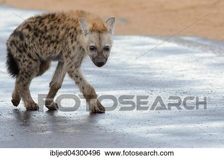 Stock Photograph - Spotted Hyena or Laughing Hyena (Crocuta crocuta) cub, walking on wet road after rain, Kruger National Park, South Africa, Africa. Fotosearch