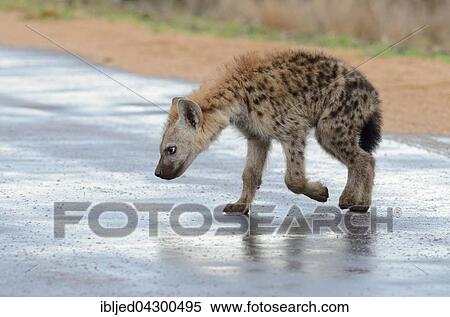 Spotted Hyena or Laughing Hyena (Crocuta crocuta) cub, walking on wet road after rain, Kruger National Park, South Africa, Africa View Large Photo Image Stock Photography - Spotted Hyena or Laughing Hyena (Crocuta crocuta) cub, walking on wet road after rain, Kruger National Park, South Africa, Africa. Fotosearch