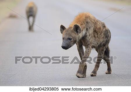 Spotted Hyenas (Crocuta crocuta), walking on a tarred road, Kruger National Park, South Africa, Africa View Large Photo Image Stock Photography - Spotted Hyenas (Crocuta crocuta), walking on a tarred road, Kruger National Park, South Africa, Africa. Fotosearch