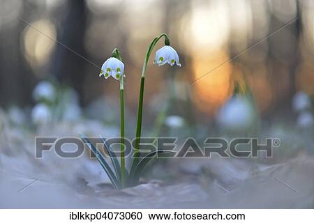 Spring snowflake (Leucojum vernum), sunset, alluvial forest, Saxony, Germany, Europe View Large Photo Image Stock Image - Spring snowflake (Leucojum vernum), sunset, alluvial forest, Saxony, Germany, Europe. Fotosearch