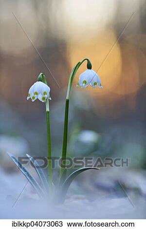 Spring snowflake (Leucojum vernum), sunset, alluvial forest, Saxony, Germany, Europe View Large Photo Image Stock Image - Spring snowflake (Leucojum vernum), sunset, alluvial forest, Saxony, Germany, Europe. Fotosearch