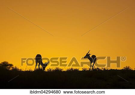 Stock Image - Springboks (Antidorcas marsupialis) on a dune at sunset, Kgalagadi Transfrontier National Park, Northern Cape Province, South Africa, Africa. Fotosearch