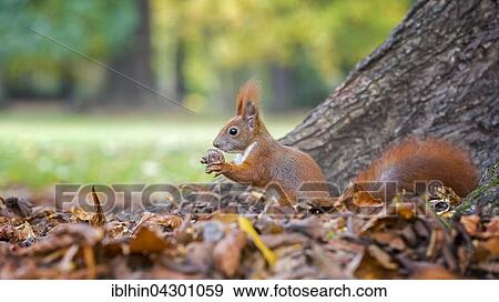 Squirrel (Sciurus vulgaris) with walnut, autumn, foraging, Saxony, Germany, Europe View Large Photo Image Stock Photo - Squirrel (Sciurus vulgaris) with walnut, autumn, foraging, Saxony, Germany, Europe. Fotosearch