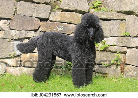 Standard poodle, black, 10 years old, standing in front of a wall, Germany, Europe View Large Photo Image Stock Photo - Standard poodle, black, 10 years old, standing in front of a wall, Germany, Europe. Fotosearch