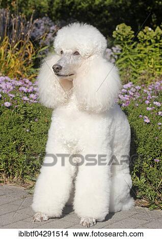 Standard poodle, female, 11 years old, sitting in front of flowerbed, Germany, Europe View Large Photo Image Picture - Standard poodle, female, 11 years old, sitting in front of flowerbed, Germany, Europe. Fotosearch