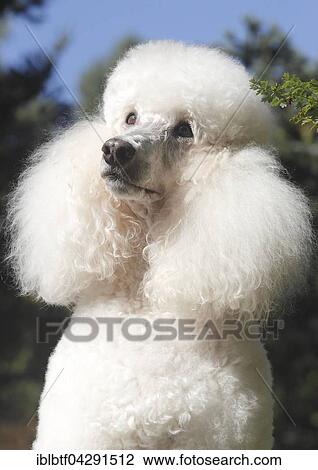 Standard poodle, female, 11 years old, portrait, Deutschland View Large Photo Image Stock Image - Standard poodle, female, 11 years old, portrait, Deutschland. Fotosearch