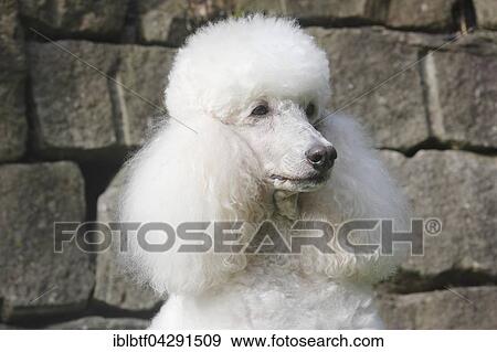 Stock Photo - Standard poodle, female, 11 years old, portrait, Germany, Europe. Fotosearch