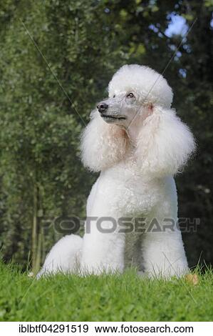 Standard poodle, female, 11 years old, sitting in a meadow, Germany, Europe View Large Photo Image Stock Photo - Standard poodle, female, 11 years old, sitting in a meadow, Germany, Europe. Fotosearch