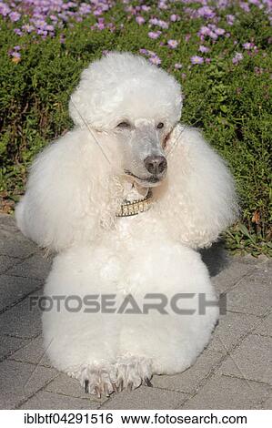 Standard poodle, female, 11 years old, lying in front flowerbed, Germany, Europe View Large Photo Image Stock Photograph - Standard poodle, female, 11 years old, lying in front flowerbed, Germany, Europe. Fotosearch