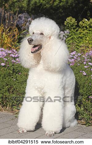 Standard poodle, female, 11 years old, sitting in front of flowerbed, Germany, Europe View Large Photo Image Stock Photography - Standard poodle, female, 11 years old, sitting in front of flowerbed, Germany, Europe. Fotosearch