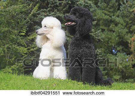Standard Poodle, white and black, sitting side by side on the meadow, Germany, Europe View Large Photo Image Stock Image - Standard Poodle, white and black, sitting side by side on the meadow, Germany, Europe. Fotosearch