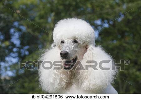 Standard poodle, white, portrait, Germany, Europe View Large Photo Image Stock Photograph - Standard poodle, white, portrait, Germany, Europe. Fotosearch