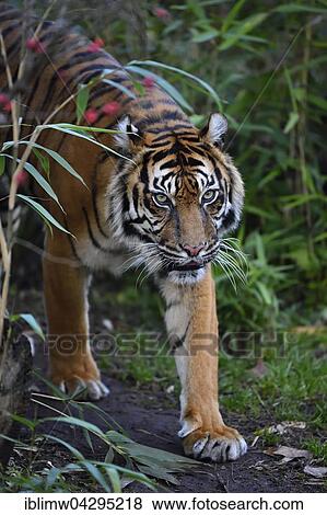 Sumatran tiger (Panthera tigris sumatrae), captive, Germany, Europe View Large Photo Image Stock Photo - Sumatran tiger (Panthera tigris sumatrae), captive, Germany, Europe. Fotosearch