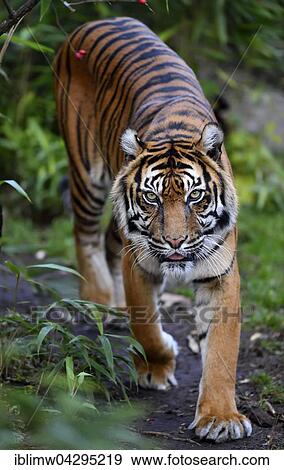 Sumatran tiger (Panthera tigris sumatrae), captive, Germany, Europe View Large Photo Image Stock Photo - Sumatran tiger (Panthera tigris sumatrae), captive, Germany, Europe. Fotosearch