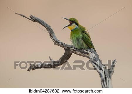 Swallow-tailed bee-eater (Merops hirundineus) sitting on tree branch, calling, Kgalagadi Transfrontier Park, Northern Cape, South Africa, Africa View Large Photo Image Stock Image - Swallow-tailed bee-eater (Merops hirundineus) sitting on tree branch, calling, Kgalagadi Transfrontier Park, Northern Cape, South Africa, Africa. Fotosearch