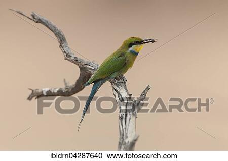 Swallow-tailed bee-eater (Merops hirundineus) sitting on tree branch with prey in beak, Kgalagadi Transfrontier Park, Northern Cape, South Africa, Africa View Large Photo Image Stock Image - Swallow-tailed bee-eater (Merops hirundineus) sitting on tree branch with prey in beak, Kgalagadi Transfrontier Park, Northern Cape, South Africa, Africa. Fotosearch
