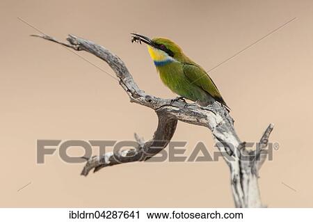 Swallow-tailed bee-eater (Merops hirundineus) sitting on tree branch with prey in beak, Kgalagadi Transfrontier Park, Northern Cape, South Africa, Africa View Large Photo Image Stock Image - Swallow-tailed bee-eater (Merops hirundineus) sitting on tree branch with prey in beak, Kgalagadi Transfrontier Park, Northern Cape, South Africa, Africa. Fotosearch