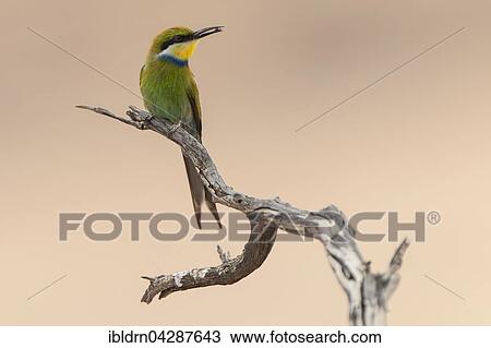 Swallow-tailed bee-eater (Merops hirundineus) sitting on tree branch with prey in beak, Kgalagadi Transfrontier Park, Northern Cape, South Africa, Africa View Large Photo Image Stock Image - Swallow-tailed bee-eater (Merops hirundineus) sitting on tree branch with prey in beak, Kgalagadi Transfrontier Park, Northern Cape, South Africa, Africa. Fotosearch