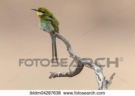 Swallow-tailed bee-eater (Merops hirundineus) sitting on tree branch, Kgalagadi Transfrontier Park, Northern Cape, South Africa, Africa View Large Photo Image Stock Photo - Swallow-tailed bee-eater (Merops hirundineus) sitting on tree branch, Kgalagadi Transfrontier Park, Northern Cape, South Africa, Africa. Fotosearch