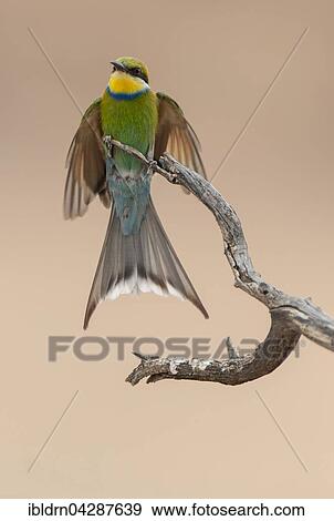 Swallow-tailed bee-eater (Merops hirundineus) landing on tree branch, Kgalagadi Transfrontier Park, Northern Cape, South Africa, Africa View Large Photo Image Stock Photo - Swallow-tailed bee-eater (Merops hirundineus) landing on tree branch, Kgalagadi Transfrontier Park, Northern Cape, South Africa, Africa. Fotosearch