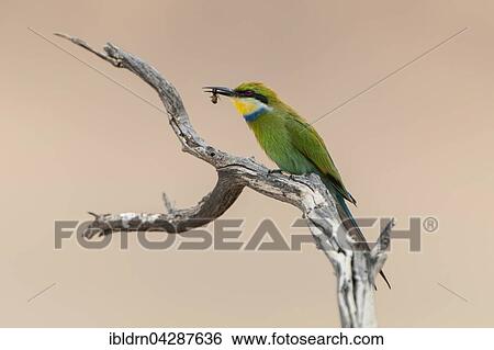 Swallow-tailed bee-eater (Merops hirundineus) sitting on tree branch with prey in beak, Kgalagadi Transfrontier Park, Northern Cape, South Africa, Africa View Large Photo Image Stock Photograph - Swallow-tailed bee-eater (Merops hirundineus) sitting on tree branch with prey in beak, Kgalagadi Transfrontier Park, Northern Cape, South Africa, Africa. Fotosearch